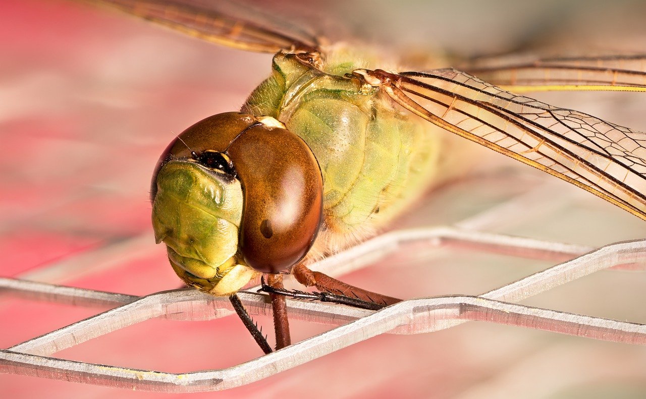 découvrez l'entomologie, la science fascinante consacrée à l'étude des insectes. explorez leur diversité, comportements, et rôles écologiques, tout en apprenant comment ces créatures influencent notre environnement et la santé humaine.